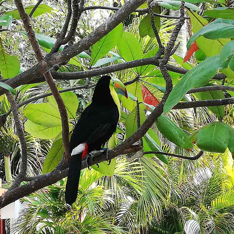 A tucan during our watercolour workshop in South America