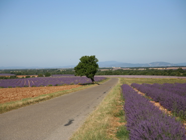 View of road with lavender fields during Walk the Arts art retreat in Provence South of France
