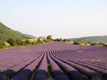 View of lavender fields during Walk the Arts art workshop for all levels in Provence France