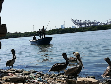 Group of Pelicans and boat arriving at the Bazurto Market in Cartagena during Walk the Arts art food workshop winter holidays in South America