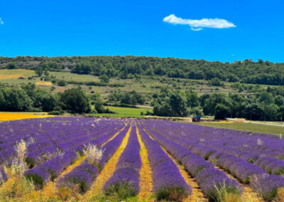A view of the lavender fields in Provence during an art retreat offered by Walk the Arts in Southern France