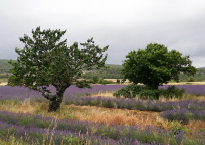 A view of two trees on the lavender fields near a house in Provence were Walk the Arts offer its art retreats in Southern Provence